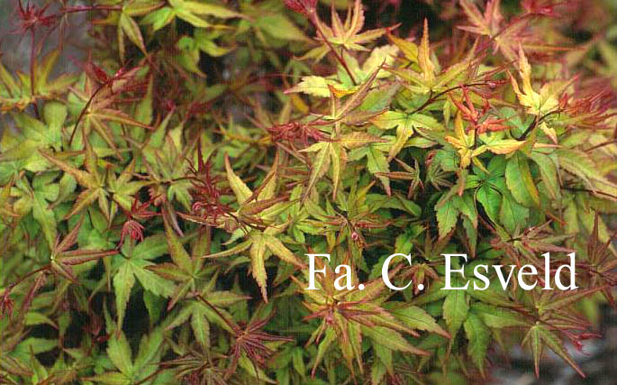 Acer palmatum 'Taroh yama'