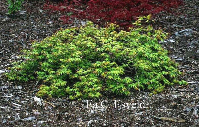 Acer palmatum 'Tsuri nishiki'