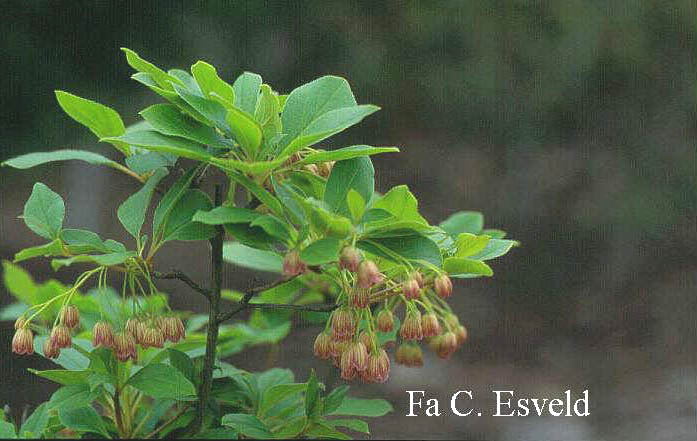 Enkianthus campanulatus sikokianus