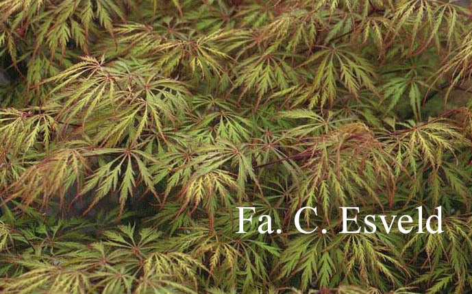 Acer palmatum 'Dissectum Rubrum'