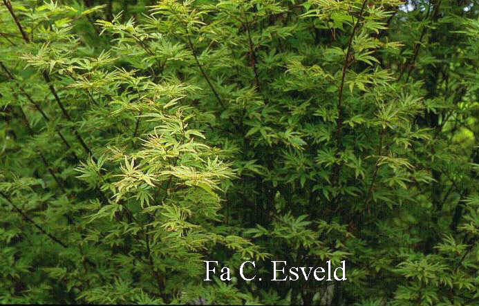 Acer palmatum 'Ao kanzashi'