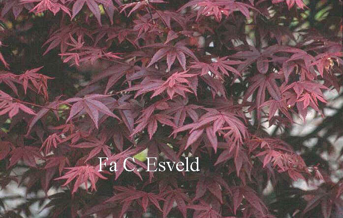 Acer palmatum 'Heptalobum Rubrum'