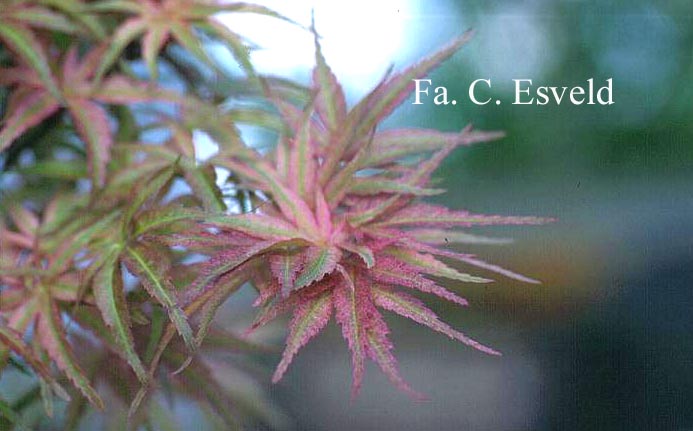 Acer palmatum 'Seigen'