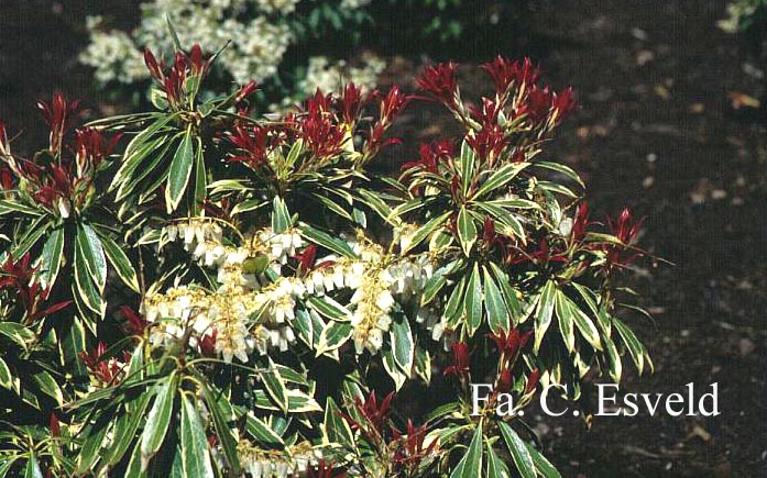 Pieris 'Bert Chandler'