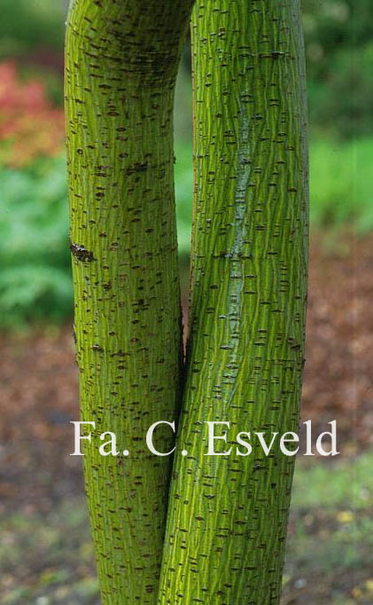 Acer stachyophyllum