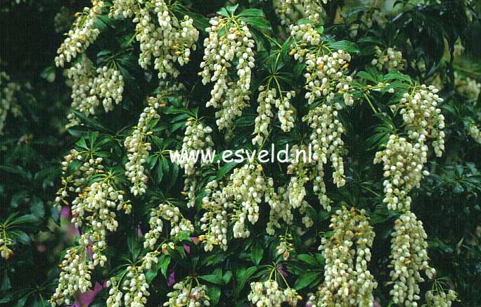 Pieris japonica 'White Caps'