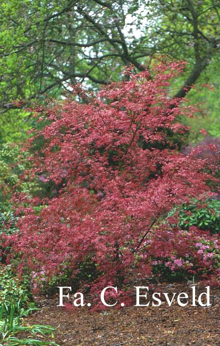 Acer palmatum 'Chishio Improved'