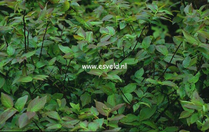 Vaccinium erythrocarpum