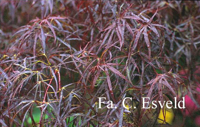 Acer palmatum 'Red Pygmy'