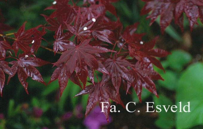 Acer palmatum 'Yezo nishiki'