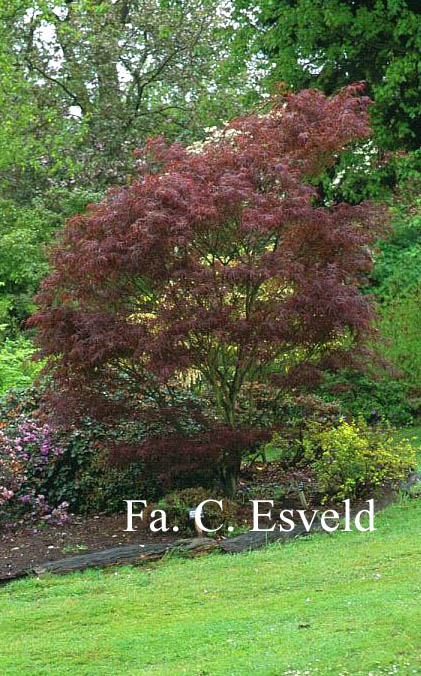 Acer palmatum 'Red Pygmy'