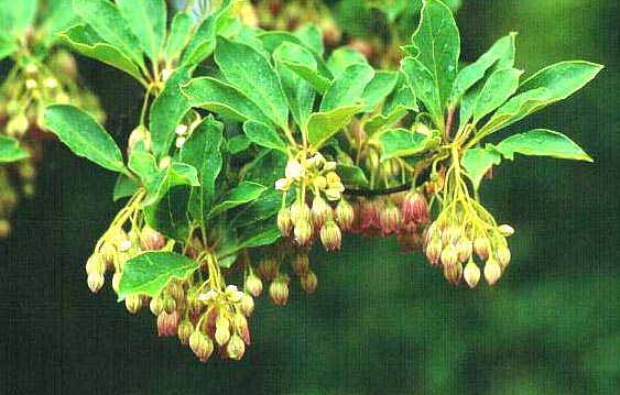 Enkianthus campanulatus