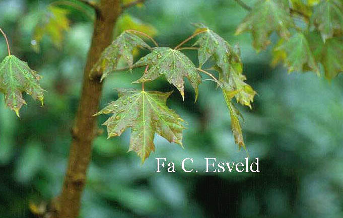 Acer truncatum