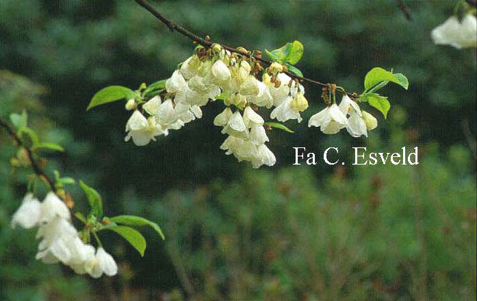 Halesia diptera magniflora