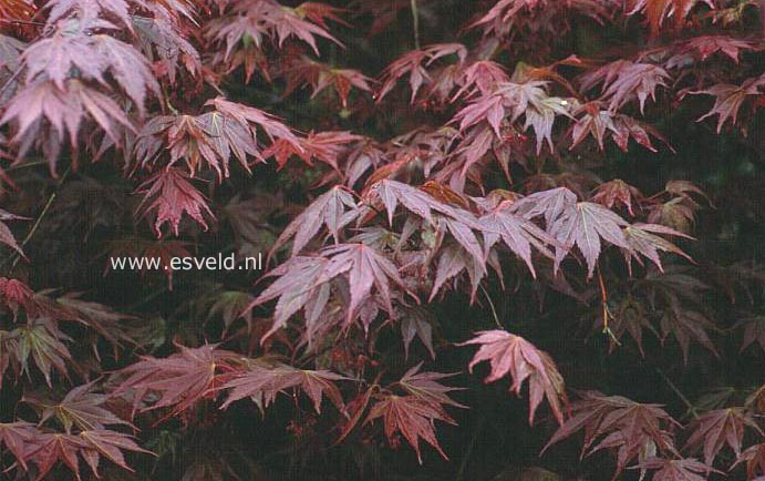 Acer shirasawanum 'Momiji gasa'