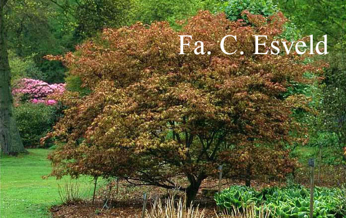 Acer palmatum 'Beni shigatatsu sawa'