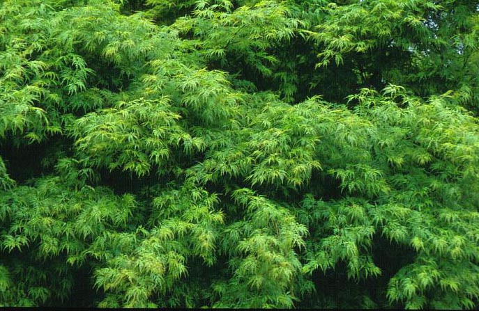 Acer palmatum 'Seiryu'