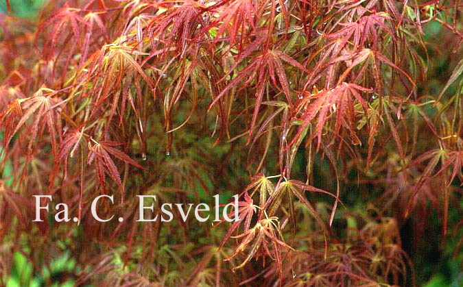 Acer palmatum 'Villa Taranto'