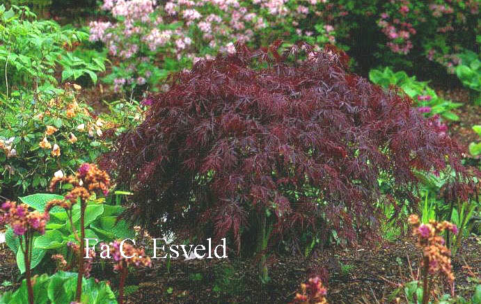 Acer palmatum 'Red Dragon'