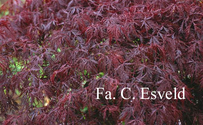 Acer palmatum 'Red Dragon'