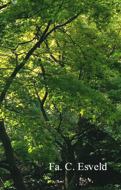 Acer palmatum 'Elegans'