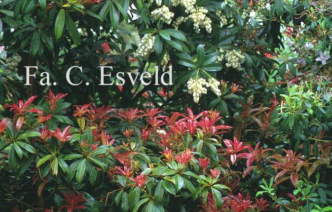 Pieris formosa forrestii