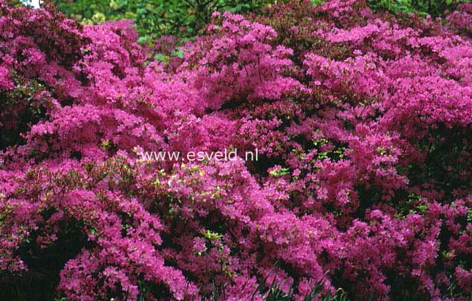 Azalea 'Hino mayo'