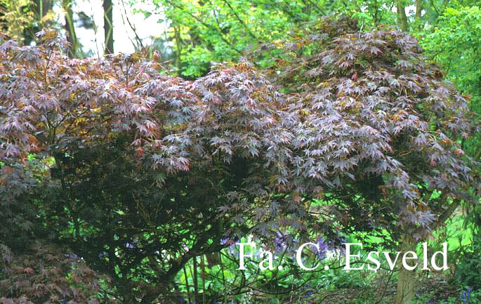 Acer palmatum 'Mirte'