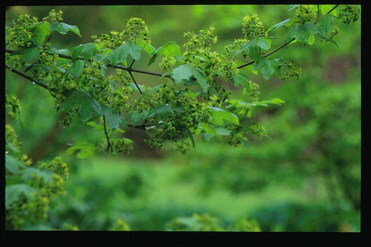 Acer campestre 'Queen Elizabeth'