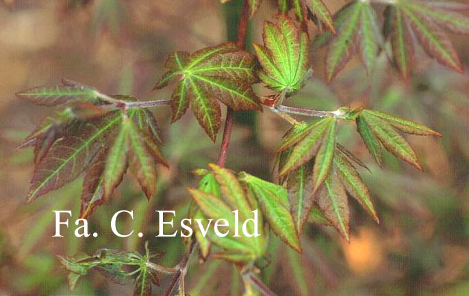 Acer japonicum
