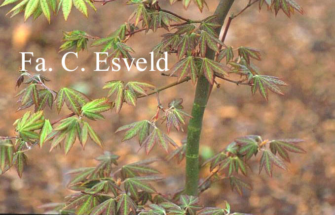 Acer japonicum