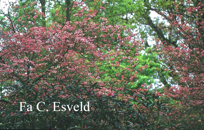 Cornus florida 'Rubra'