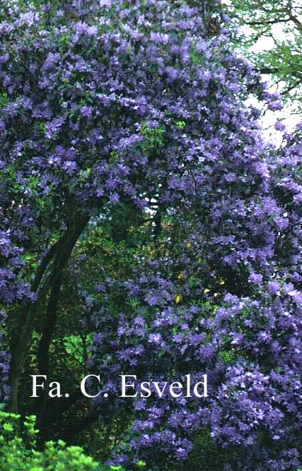 Rhododendron augustinii