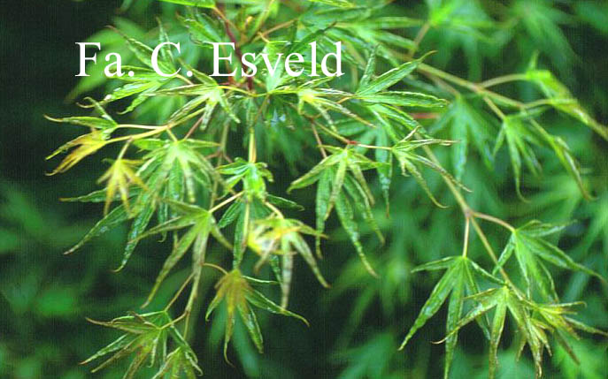 Acer palmatum 'Crippsii'