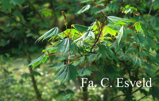 Acer caudatum