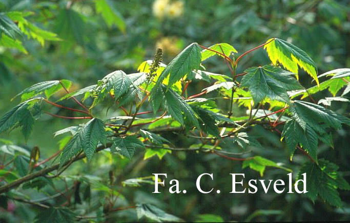 Acer caudatum