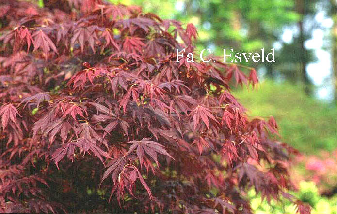 Acer palmatum 'Oshio beni'
