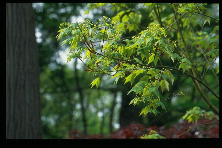 Acer longipes