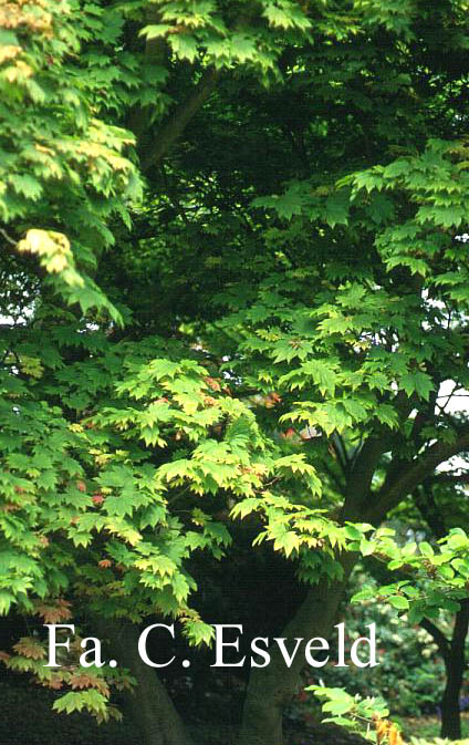 Acer japonicum 'Vitifolium'