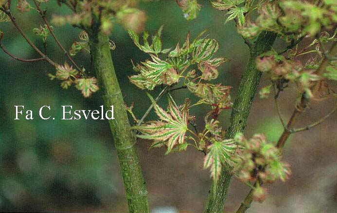 Acer palmatum 'Higasa yama'