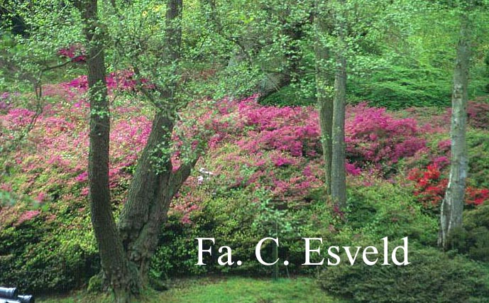 Azalea japans, onbenaamd