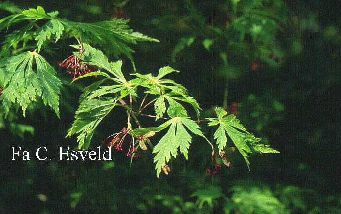 Acer japonicum 'Aconitifolium'