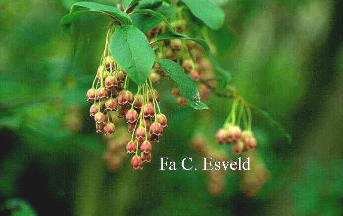 Enkianthus chinensis