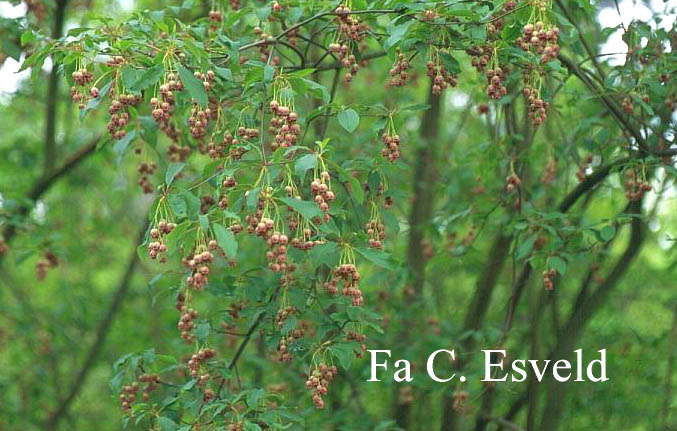 Enkianthus chinensis