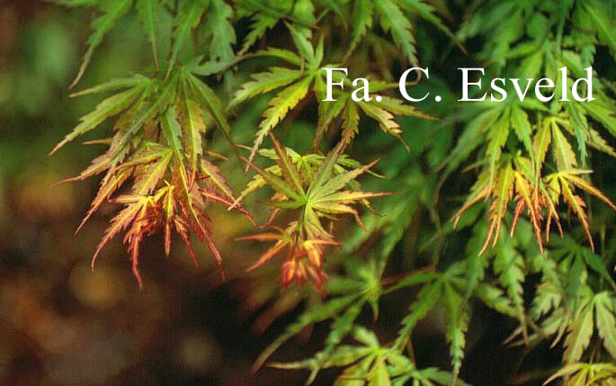 Acer palmatum 'Mure hibari'