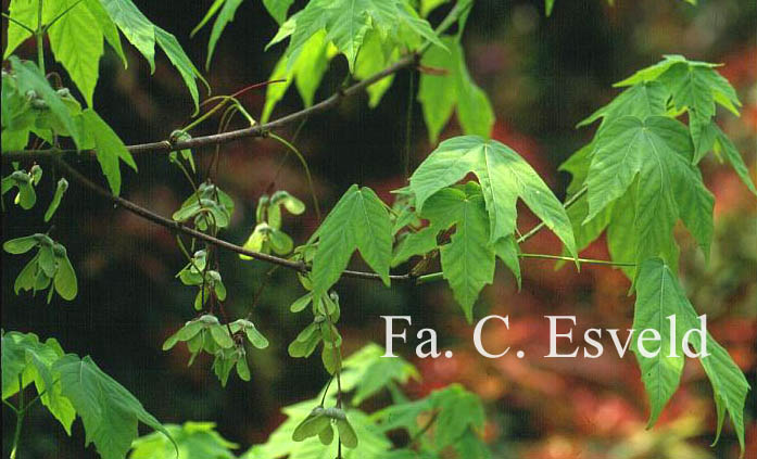Acer sinopurpurascens