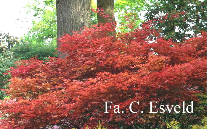 Acer palmatum 'Shin de shohjoh'