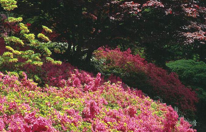 Azalea japans, onbenaamd