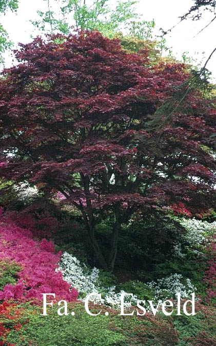 Acer palmatum 'Atropurpureum'