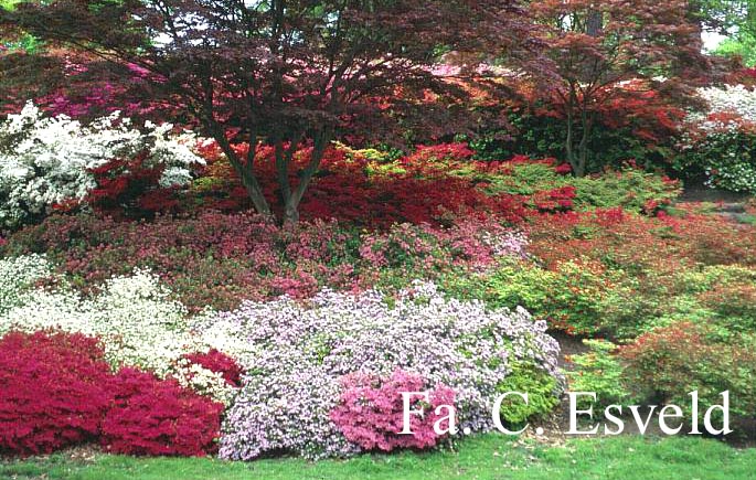 Azalea japans, onbenaamd
